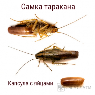 Заголовок